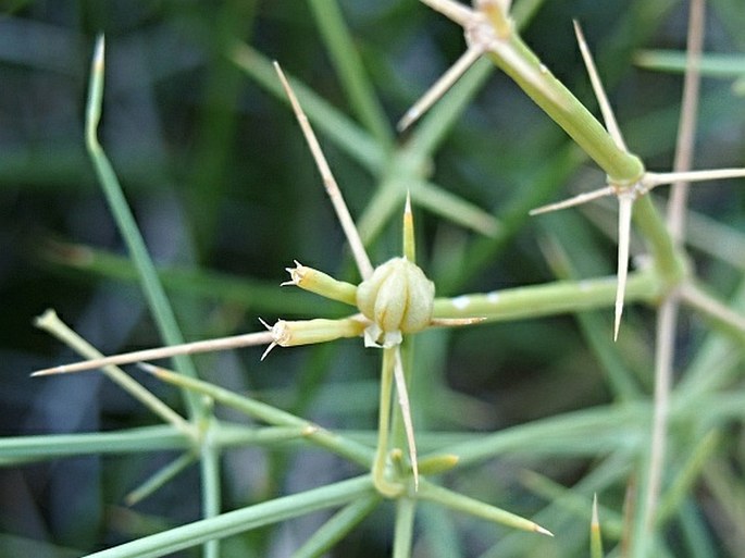 Fagonia indica