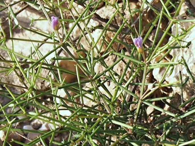 Fagonia indica