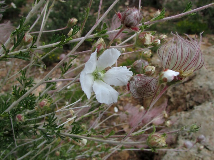 Fallugia paradoxa