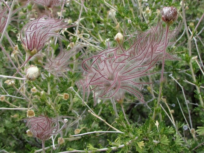 Fallugia paradoxa