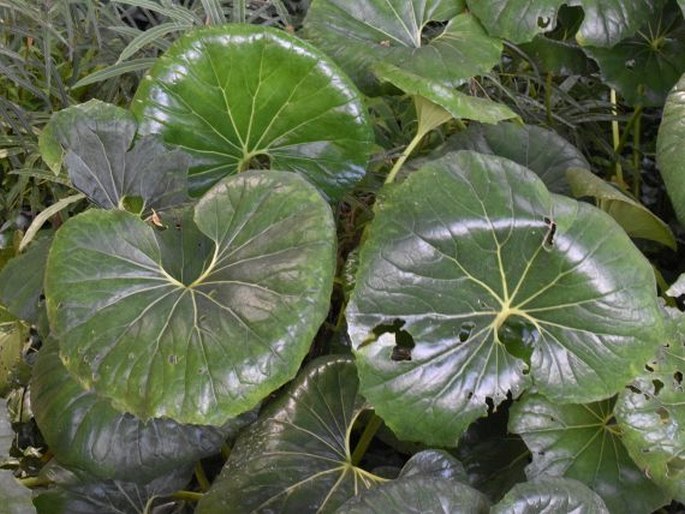 FARFUGIUM JAPONICUM (L.) Kitam.