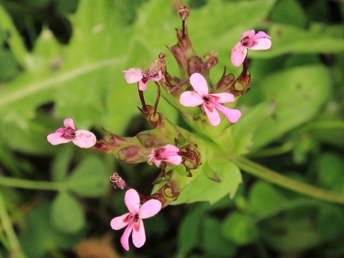 FEDIA GRACILIFLORA Fisch. et C. A. Mey.