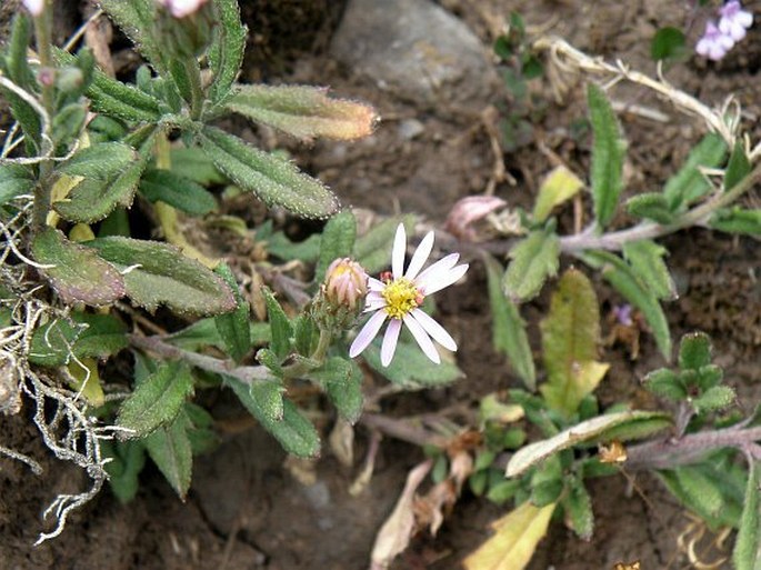 Felicia dentata