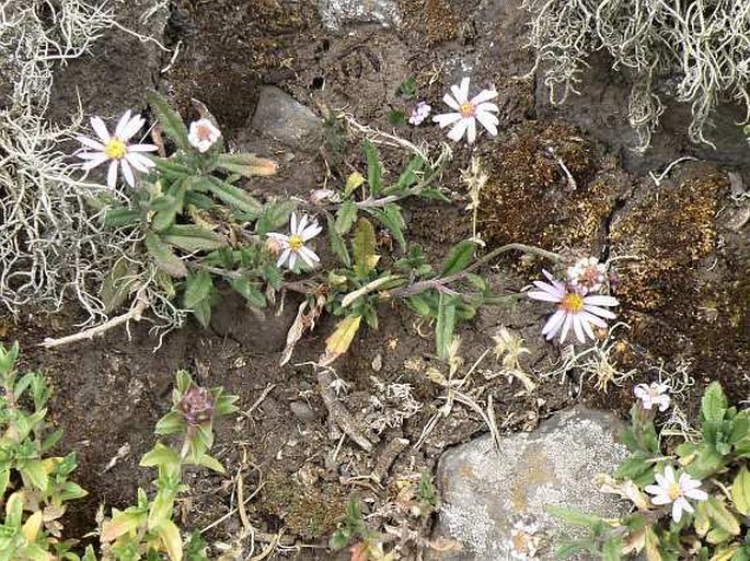 Felicia dentata