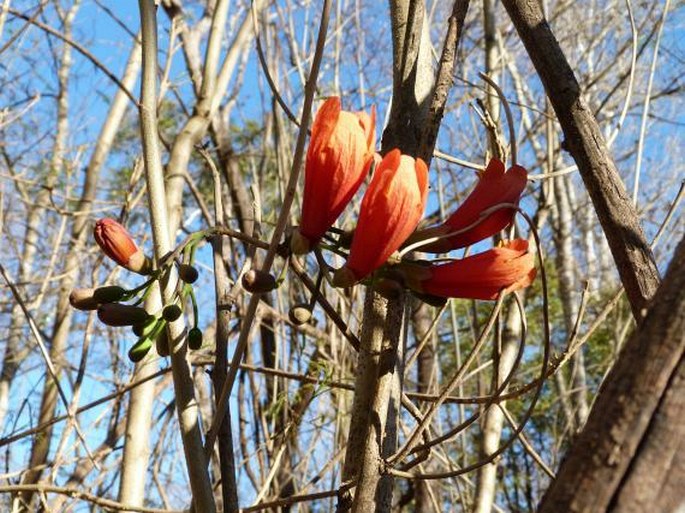 Fernandoa madagascariensis