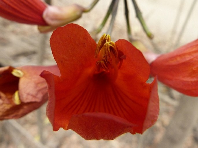 Fernandoa madagascariensis