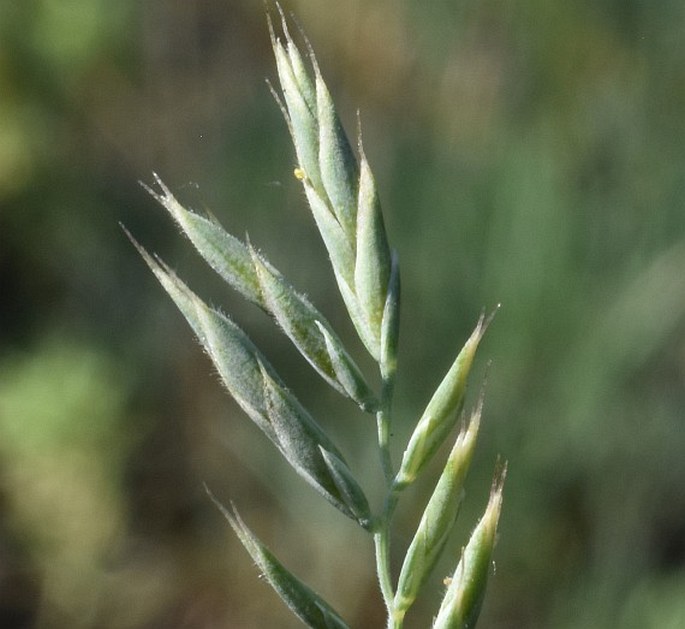 FESTUCA CSIKHEGYENSIS Simonk. – kostřava draslavá / kostrava drsnolistá