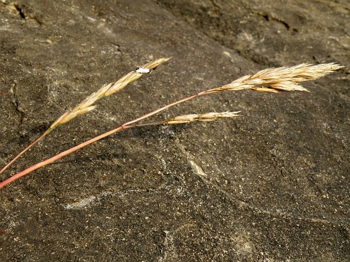 FESTUCA ABYSSINICA Hochst. ex A. Rich. – kostřava / kostrava