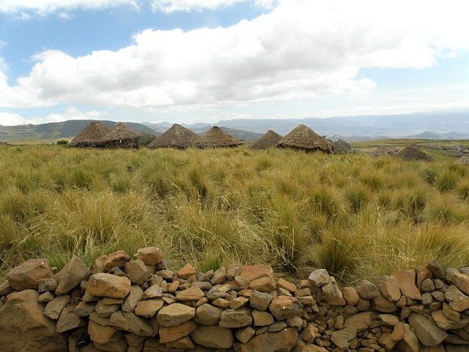 Festuca macrophylla