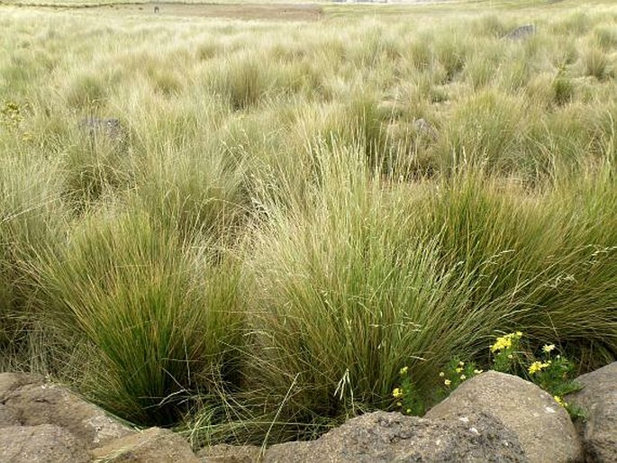 Festuca macrophylla