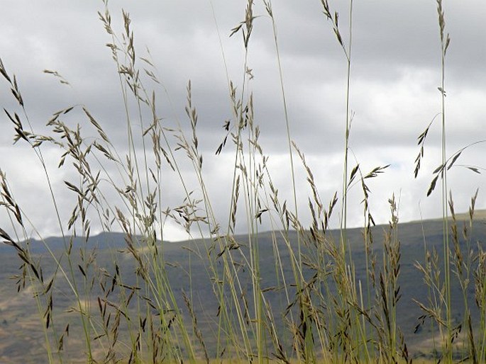 Festuca macrophylla