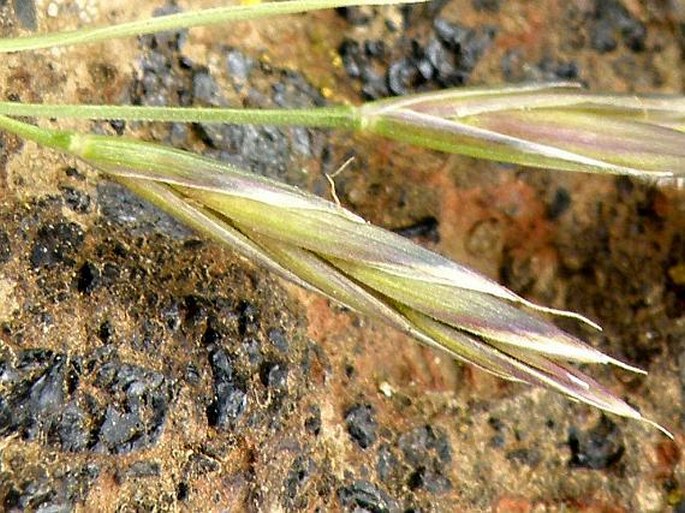 Festuca macrophylla