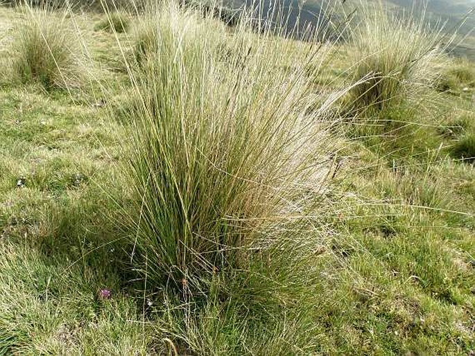 Festuca macrophylla