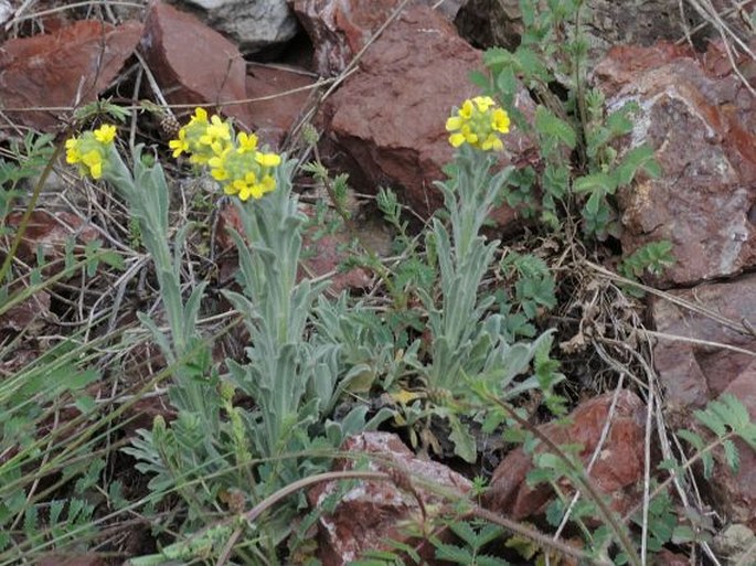 Fibigia clypeata