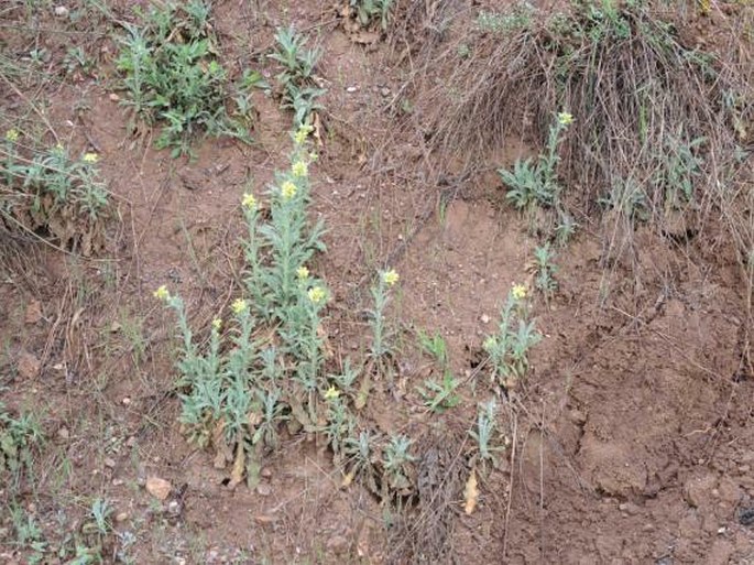 Fibigia clypeata