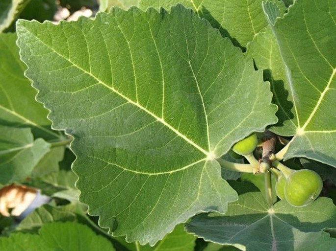 Ficus palmata