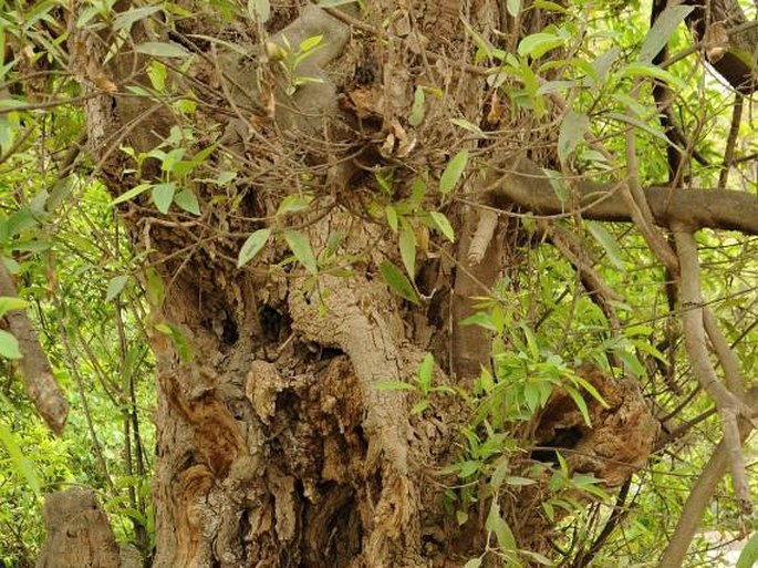 Ficus cordata subsp. salicifolia