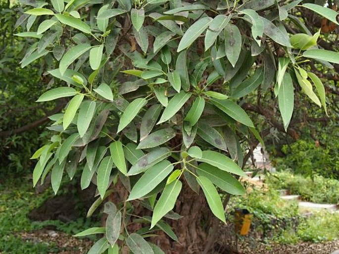 Ficus cordata subsp. salicifolia