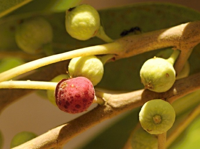 Ficus cordata subsp. salicifolia