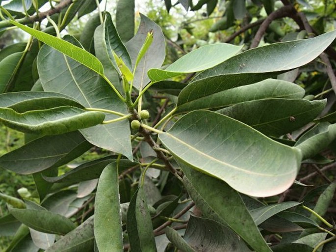 Ficus cordata subsp. salicifolia