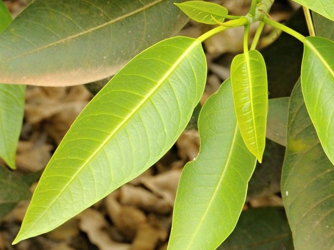 Ficus cordata subsp. salicifolia