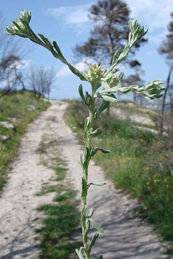 Filago pyramidata