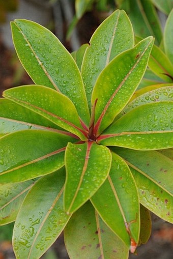 Foetidia mauritiana