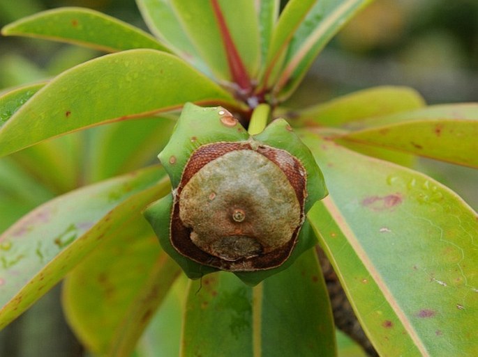 Foetidia mauritiana