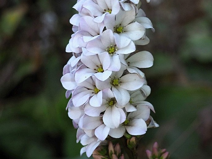 FRANCOA APPENDICULATA Cav.