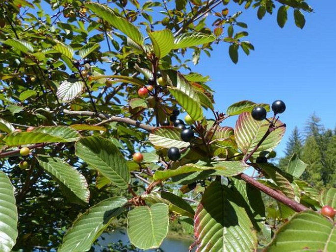 FRANGULA PURSHIANA (DC. ) A. Gray - krušina