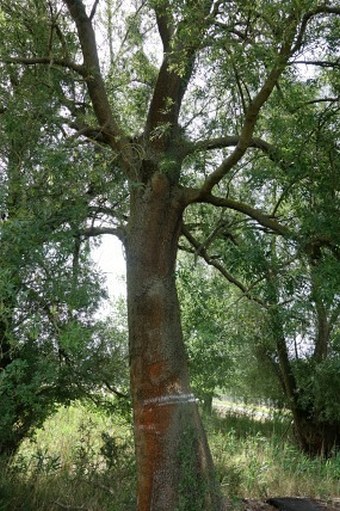 Fraxinus angustifolia