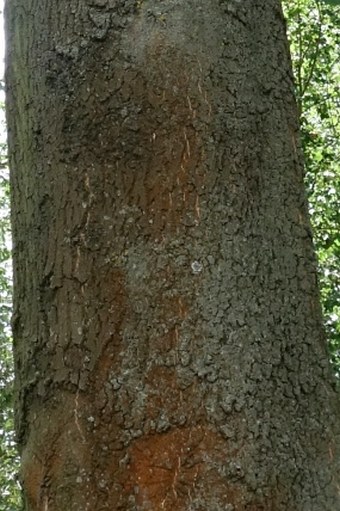 Fraxinus angustifolia