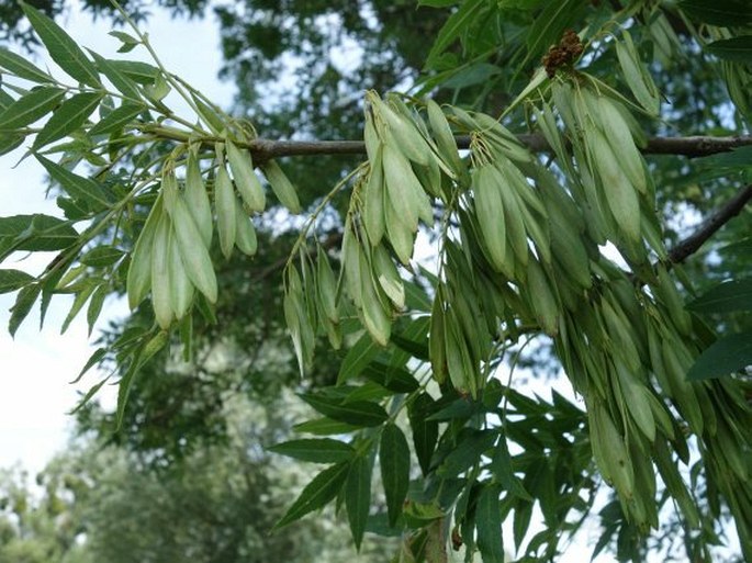 FRAXINUS ANGUSTIFOLIA Vahl - jasan úzkolistý / jaseň úzkolistý