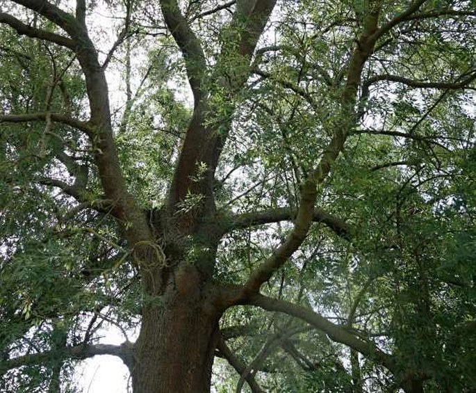 Fraxinus angustifolia