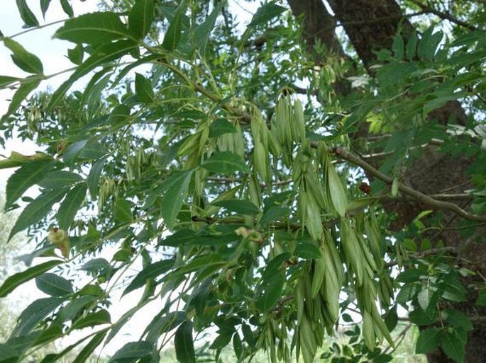 Fraxinus angustifolia