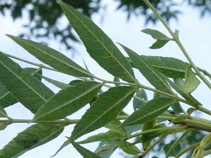 Fraxinus angustifolia