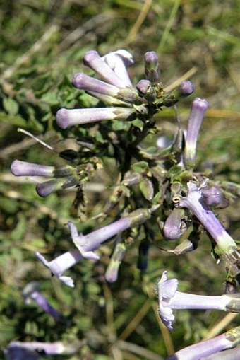 Freylinia undulata