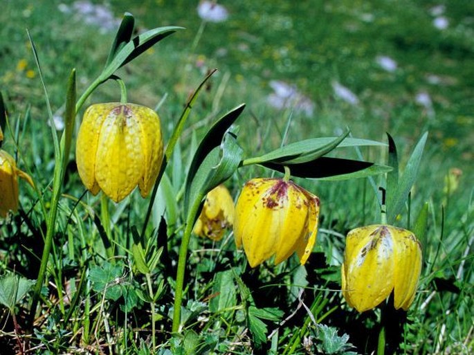 Fritillaria collina