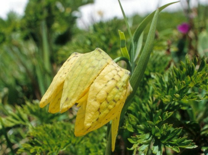 Fritillaria collina