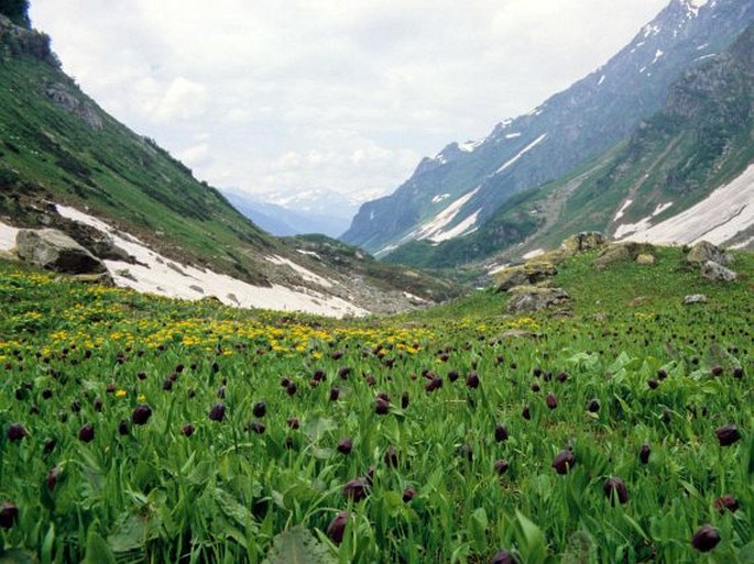 Fritillaria latifolia