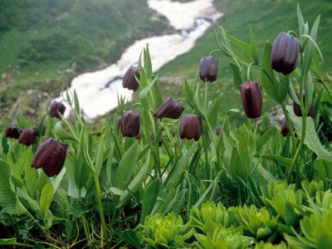 Fritillaria latifolia