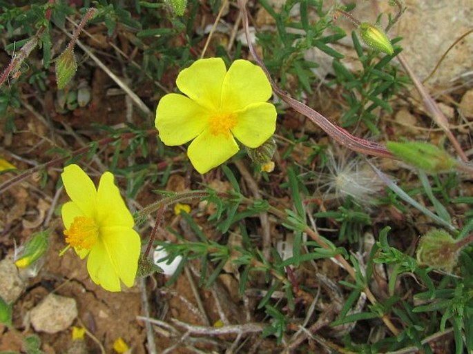 Fumana thymifolia