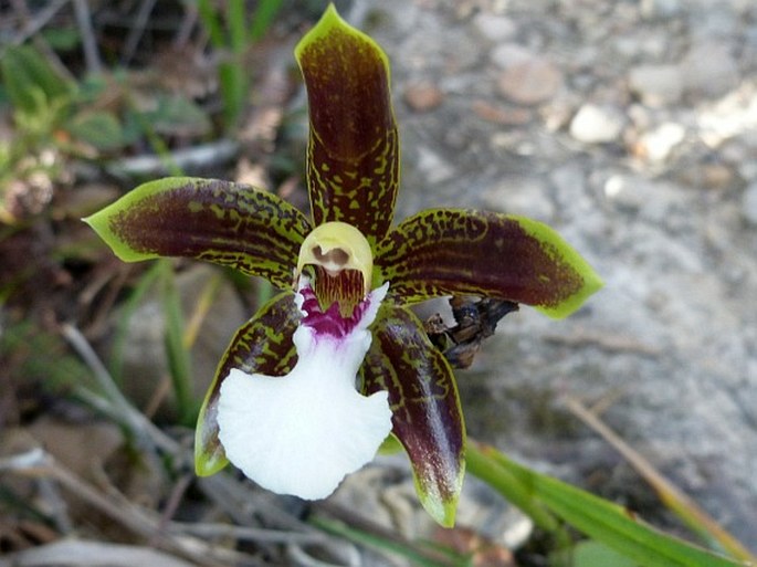 GALEOTTIA BURKEI (Rchb. f.) Dressler et Christenson