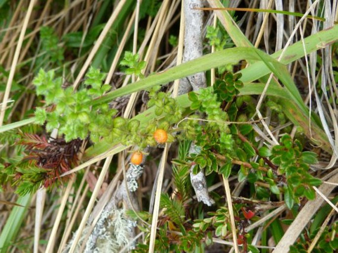 Galium hypocarpium