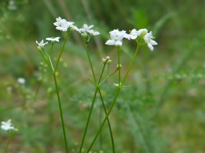 Galium valdepilosum