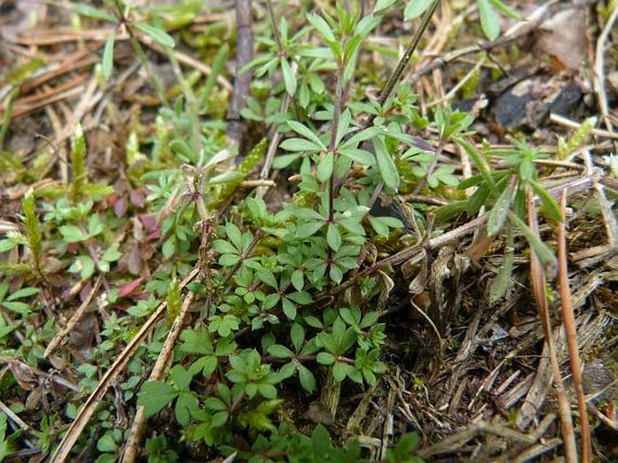 Galium valdepilosum