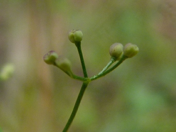 Galium valdepilosum