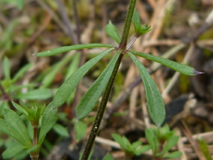 Galium valdepilosum