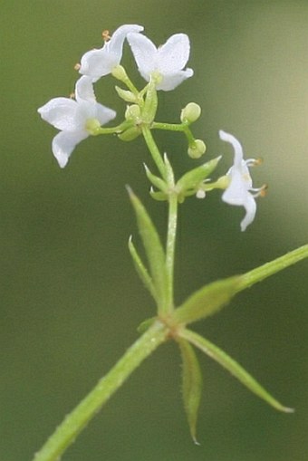 Galium uliginosum