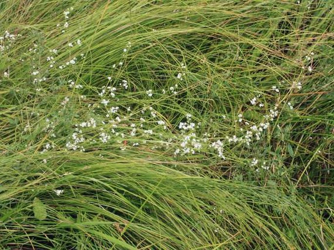 Galium uliginosum